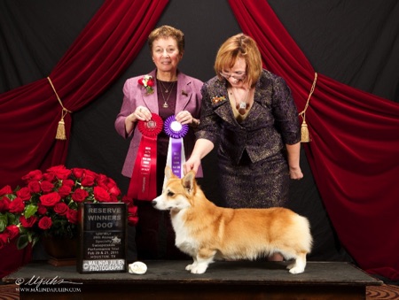 GHPWCF 2015 Specialty - Reserve Winners Dog